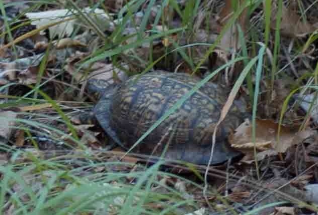 Common Box Turtle in November 2011 by Moses Michelsohn · iNaturalist