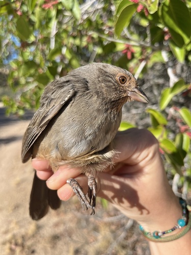 iNaturalist observation photo of California Towhee