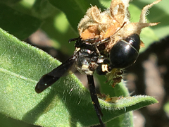 Zethus spinipes variegatus
