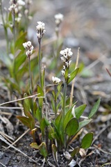 Eutrema edwardsii