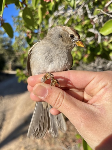 iNaturalist observation photo of Gambel's White-crowned Sparrow