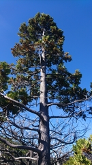 Austrocedrus chilensis