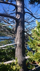 Austrocedrus chilensis