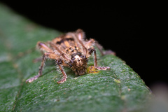Tricondyloides