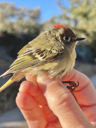 iNaturalist observation photo of Ruby-crowned Kinglet