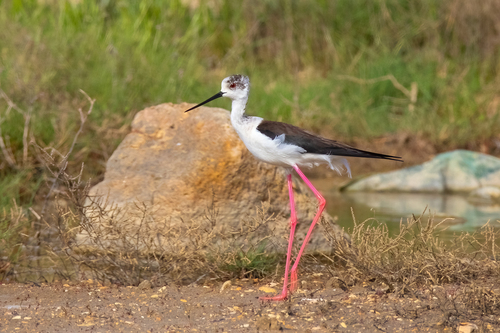 Cigüeñuela común (Himantopus himantopus)