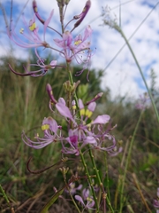 Cleome hirta