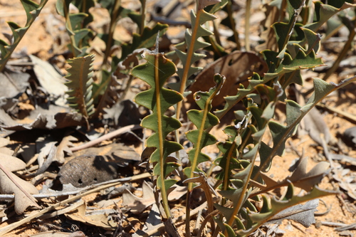Image of Banksia gardneri by (c) Greg Tasney, some rights reserved (CC BY-SA)