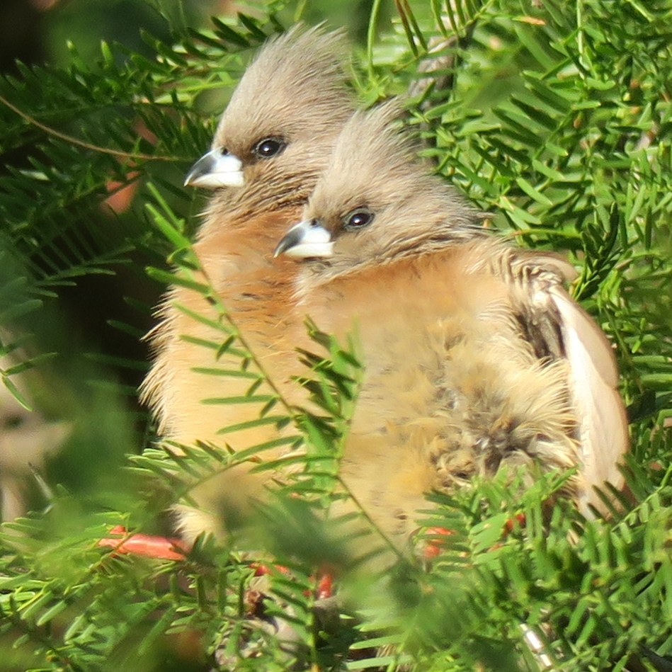 White-backed Mousebird illustration