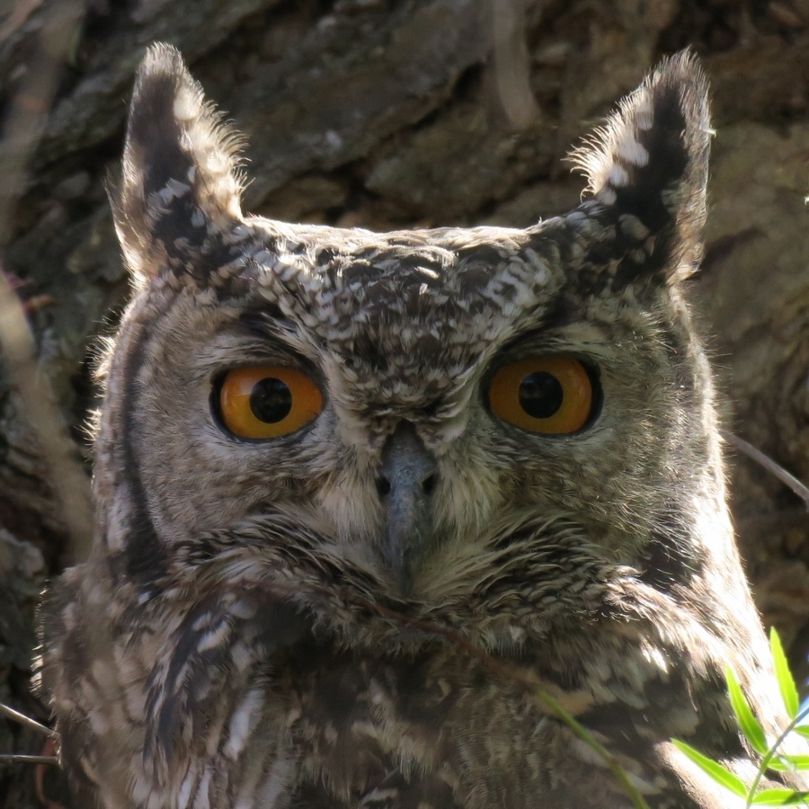 Spotted Eagle-Owl