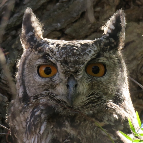 Spotted Eagle-Owl