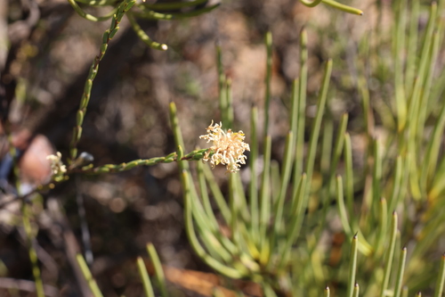 Image of Pimelea angustifolia by (c) Greg Tasney, some rights reserved (CC BY-SA)