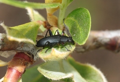 Stenochidus gracilis