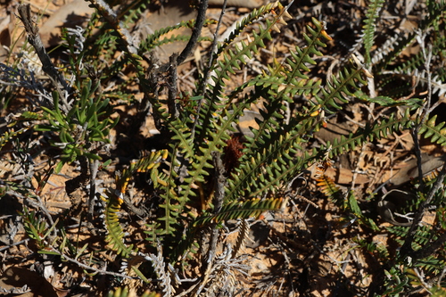 Image of Banksia obtusa by (c) Greg Tasney, some rights reserved (CC BY-SA)
