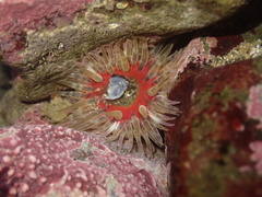 Anthopleura artemisia image