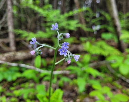 Cynoglossum virginianum var. boreale