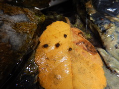 Thermacarus nevadensis