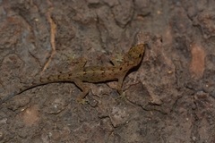 Cnemaspis ajijae