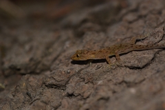 Cnemaspis ajijae