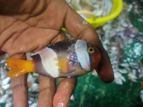 Sebae anemonefish (Amphiprion sebae) — Pomacentridae — 2