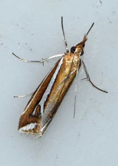 Hednota parahoplitella