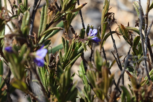 Image of Halgania cyanea by (c) Greg Tasney, some rights reserved (CC BY-SA)