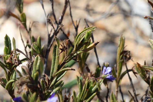 Image of Halgania cyanea by (c) Greg Tasney, some rights reserved (CC BY-SA)