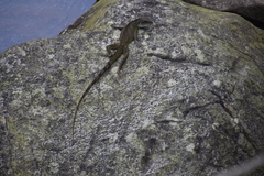 Physignathus cocincinus