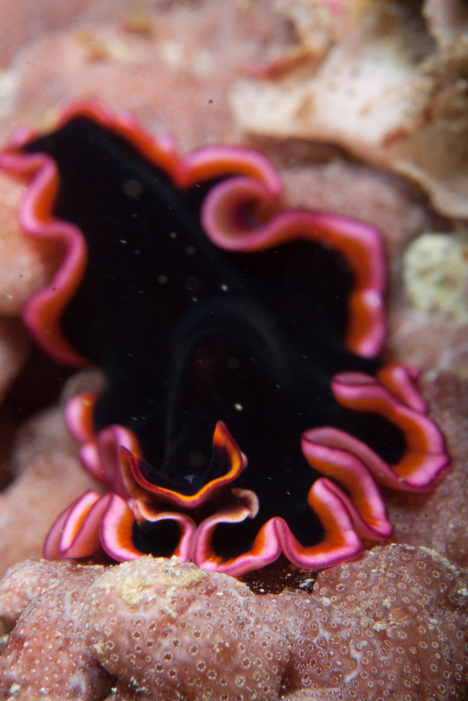 Pseudobiceros