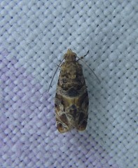 Lobesia transtrifera