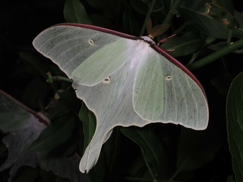Actias aliena