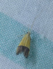 Crocanthes micradelpha