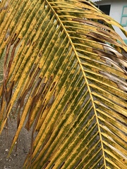 Phytoplasma palmae