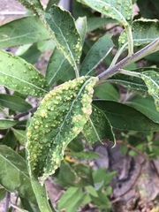 Eriophyes plucheae