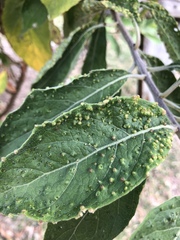 Eriophyes plucheae