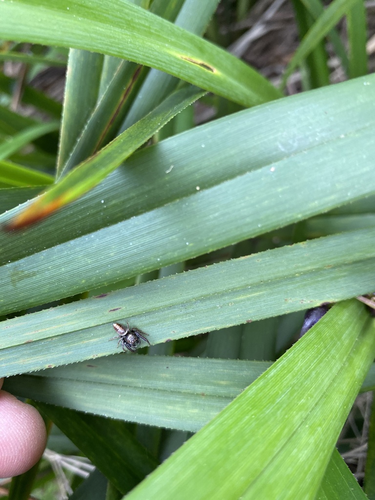 White Garland House Hopper from Delville St, Mooroolbark, VIC, AU on October 30, 2023 at 0343