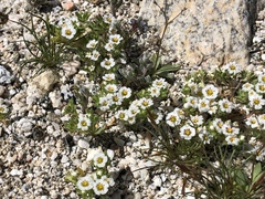 Linanthus maculatus