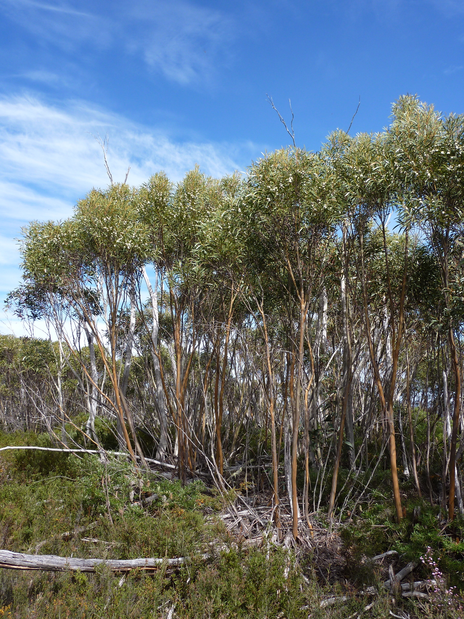 Eucalyptus kybeanensis