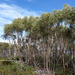 Eucalyptus kybeanensis - Photo (c) Dean Nicolle, algunos derechos reservados (CC BY-NC), subido por Dean Nicolle