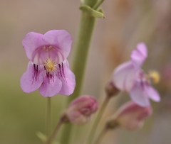 Penstemon palmeri