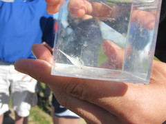 Branchinecta conservatio