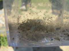 Branchinecta conservatio