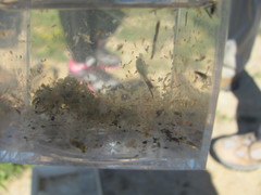 Branchinecta conservatio