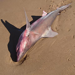 Carcharhinus plumbeus