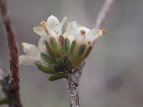 Agulhas Bigstyle (Macrostylis cauliflora)
