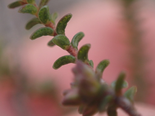 Image of Macrostylis cauliflora by (c) Ren Hoekstra, some rights reserved (CC BY)