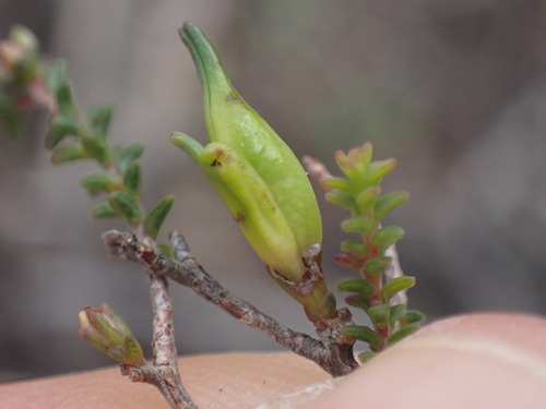 Image of Macrostylis cauliflora by (c) Ren Hoekstra, some rights reserved (CC BY)