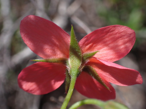 Image of Pelargonium incarnatum by (c) Ren Hoekstra, some rights reserved (CC BY)