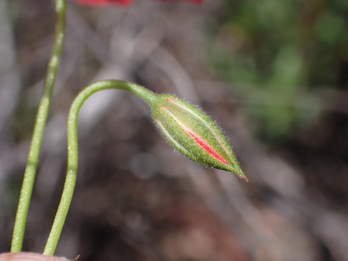 Image of Ring Storksbill (Pelargonium incarnatum) by (c) Ren Hoekstra, some rights reserved (CC BY)