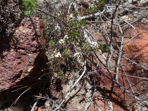 Image of Disparago laxifolia by (c) Ren Hoekstra, some rights reserved (CC BY)